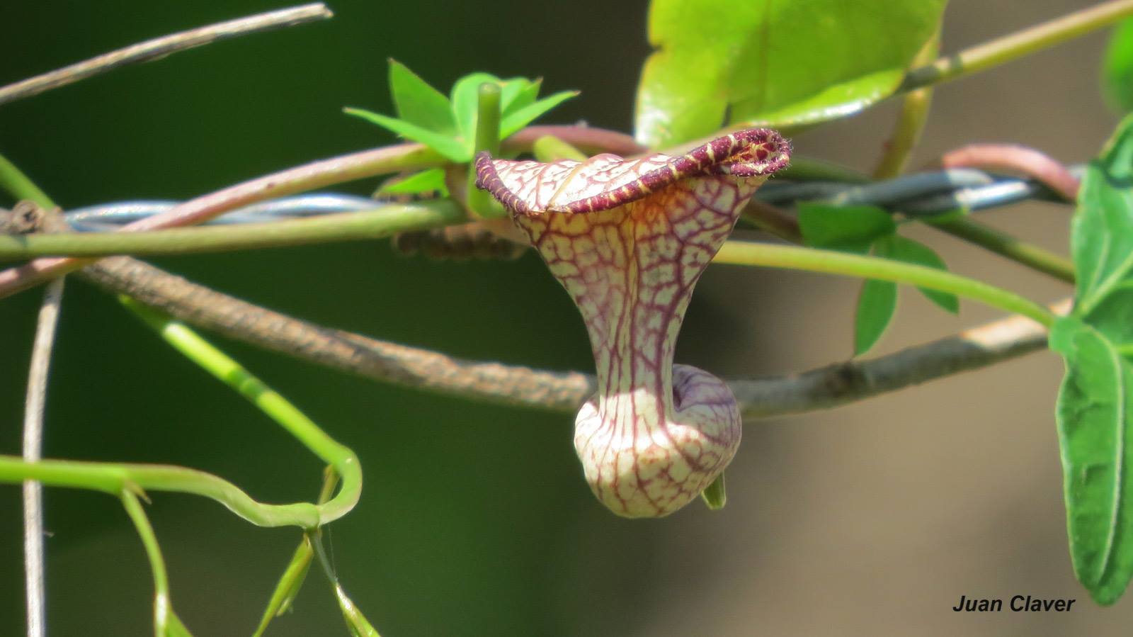 Austroeupat inulifolium Foto Eduardo Haene